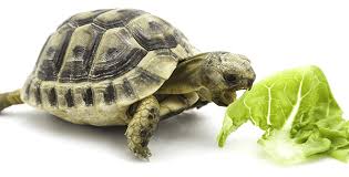 tortuga comiendo mejor